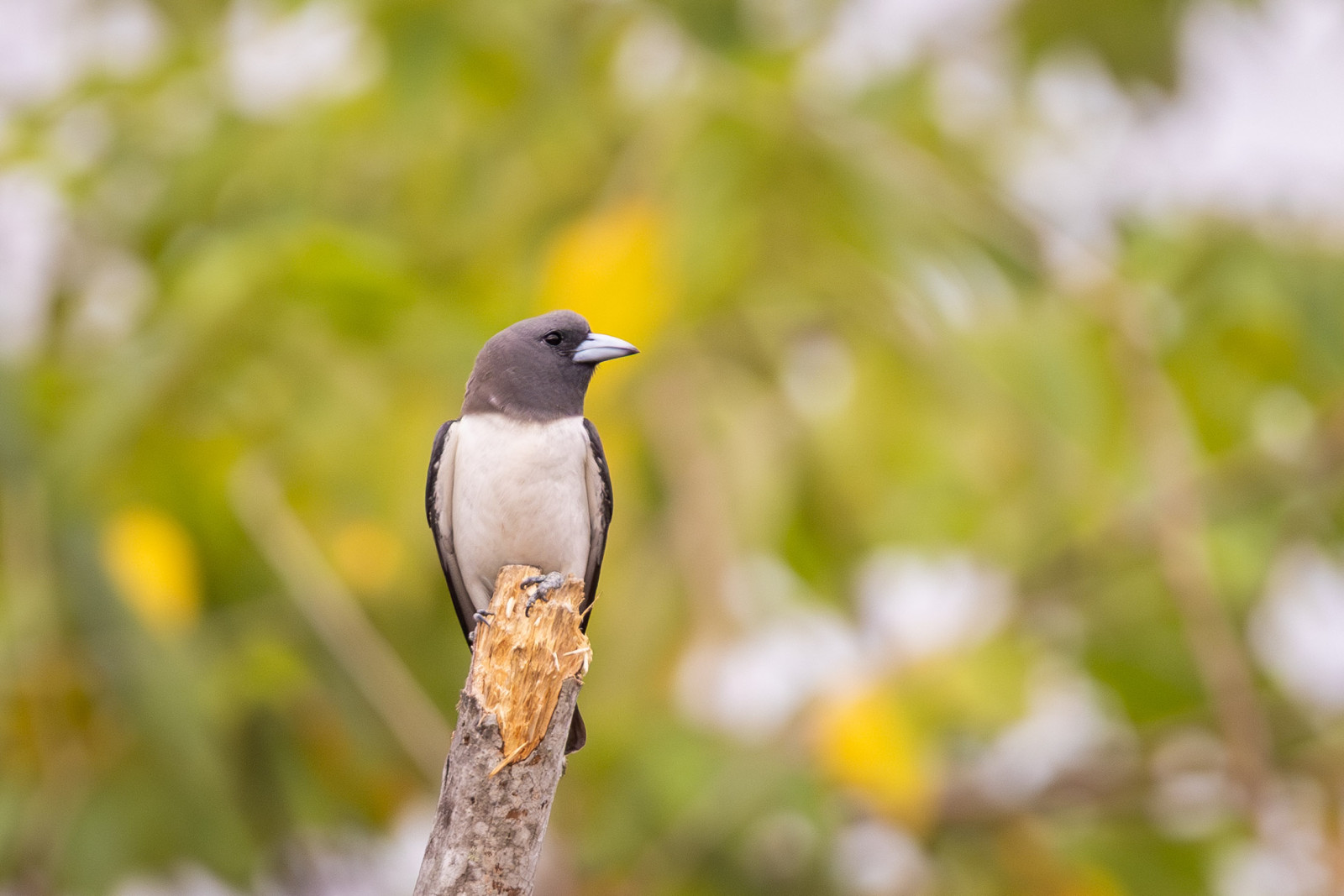 image White-breasted Woodswallow